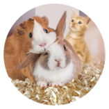 Petits animaux